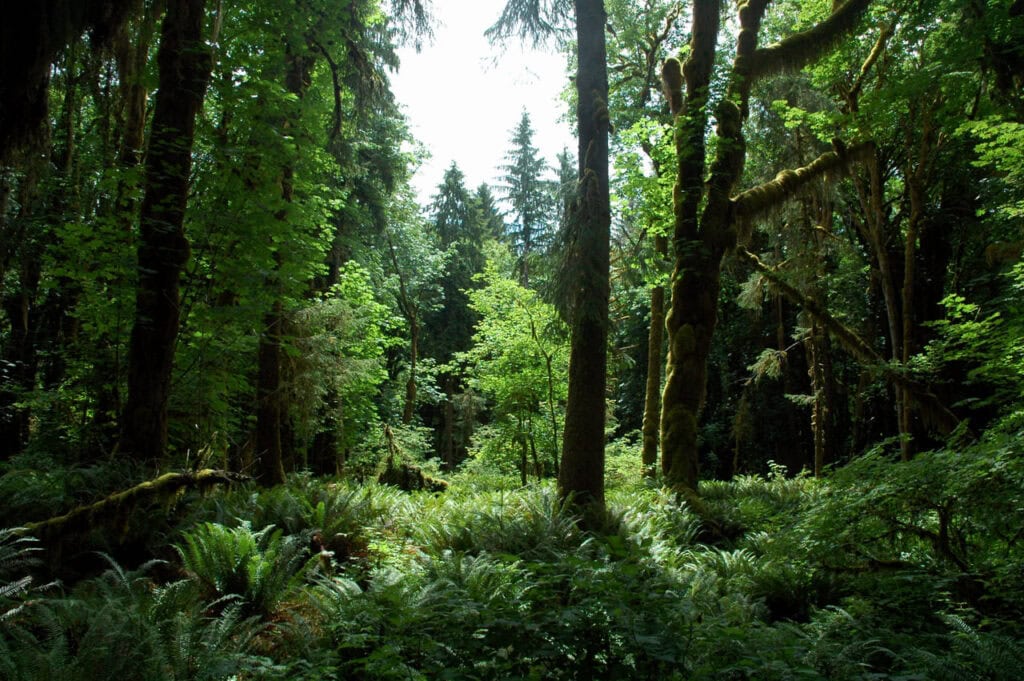 Olympic National Park, United States