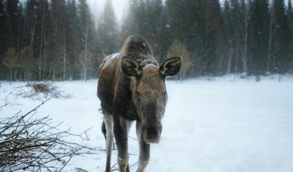 Moose walking on a Snow Covered Land