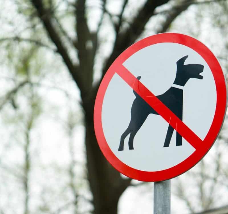 No dogs allowed sign