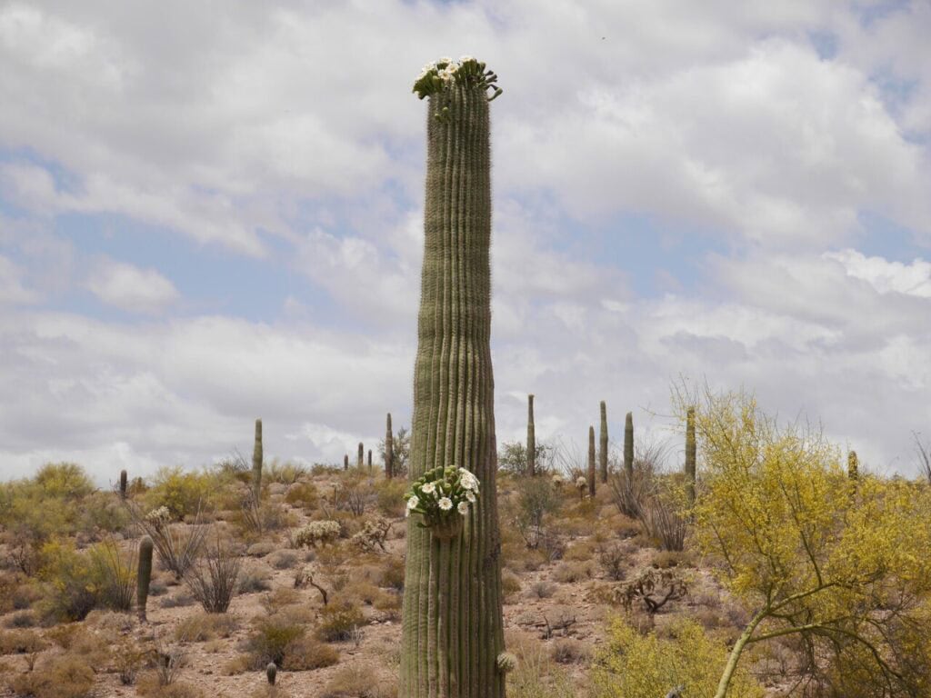 Organ Pipe Cactus National Monument, Arizona