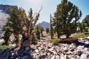 Great Basin National Park, Nevada
