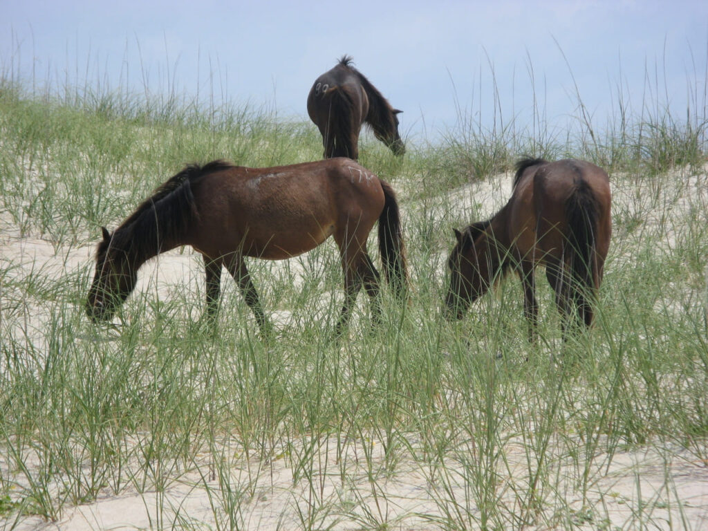 Shackleford Banks, North Carolina