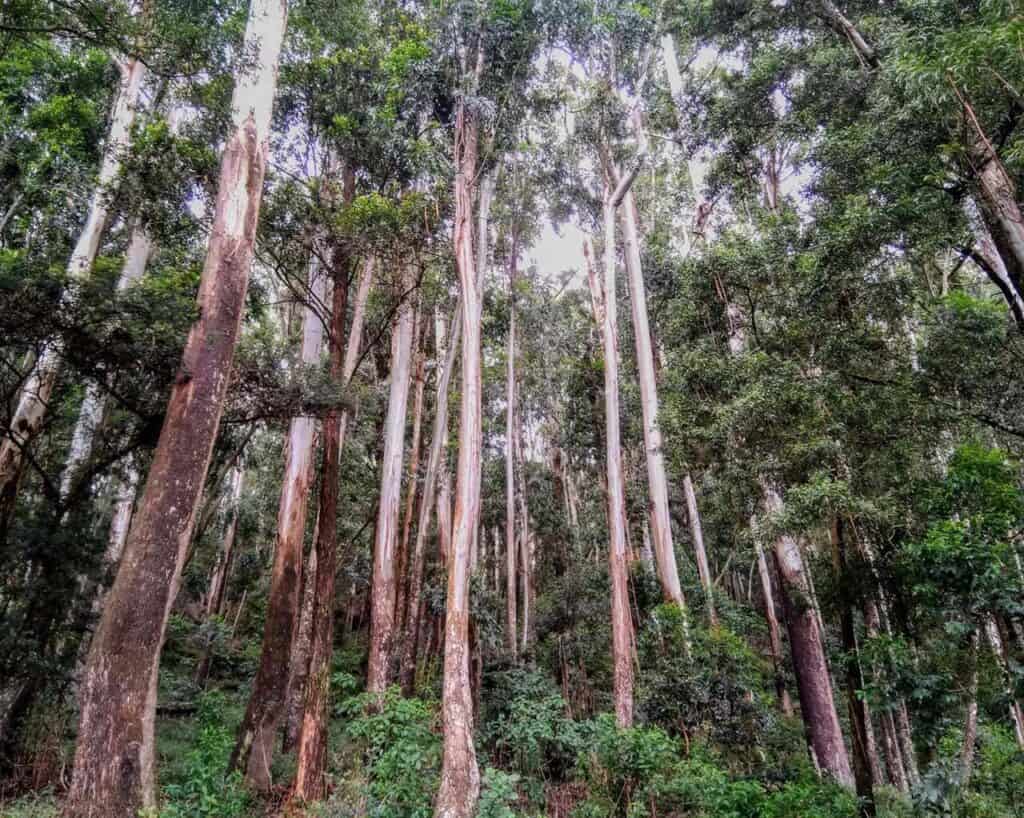 Sinharaja Forest Reserve, Sri Lanka