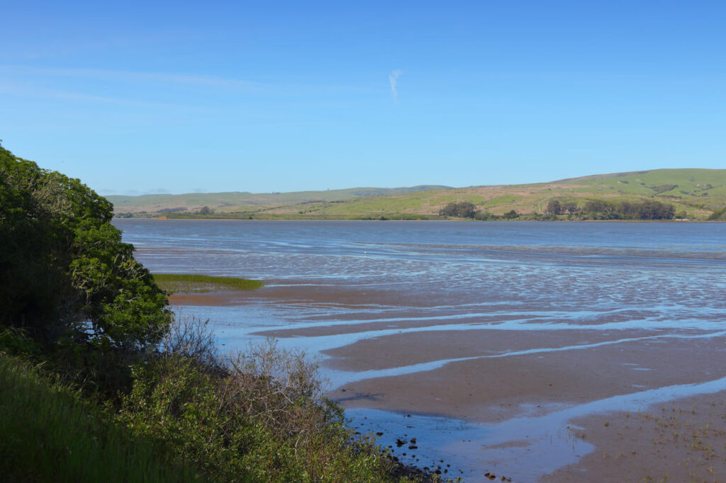 California - Tomales Bay Ecological Reserve with salt marsh and tidal flats.