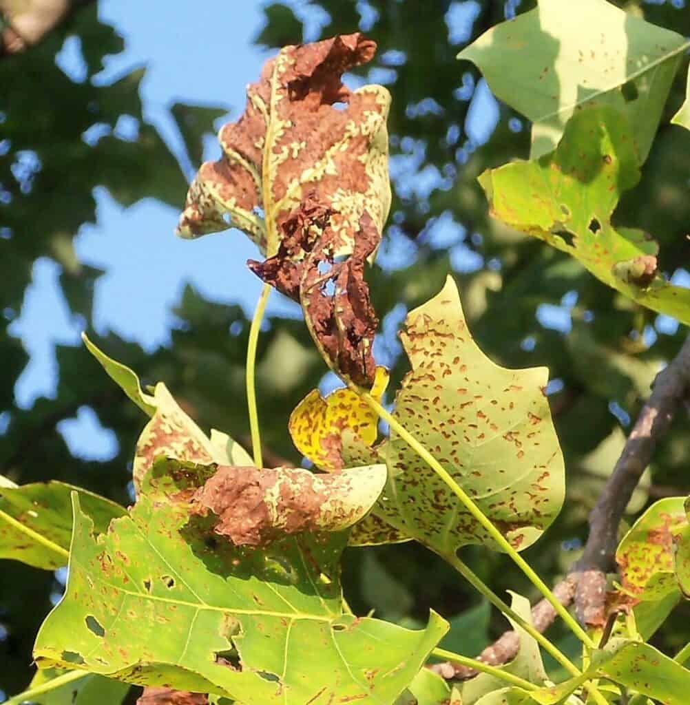 Eastern Tulip Tree (Yellow Poplar) tree