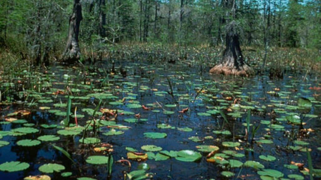 Okefenokee National Wildlife Refuge, Georgia–Florida