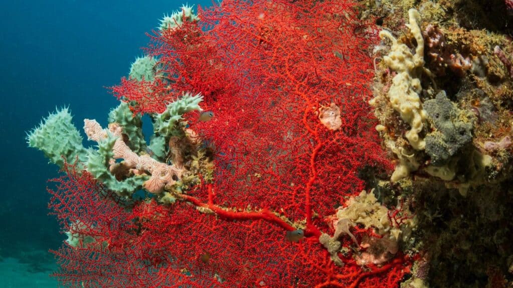 Red coral