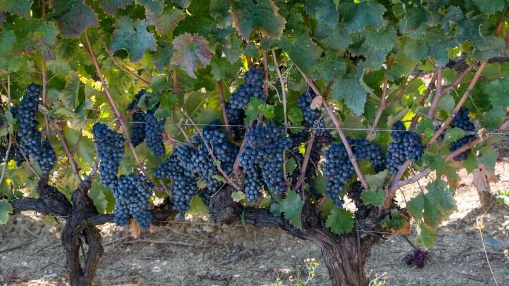 Lodi California Zinfandel vineyards old vines