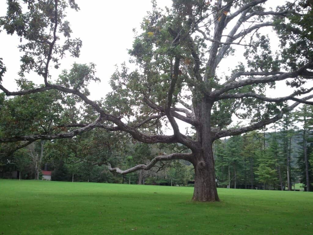 White_Oak_Eastern_