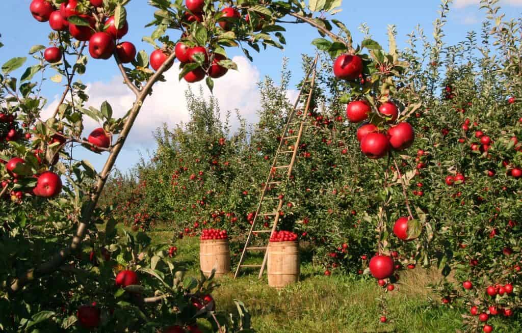 Apple Orchards