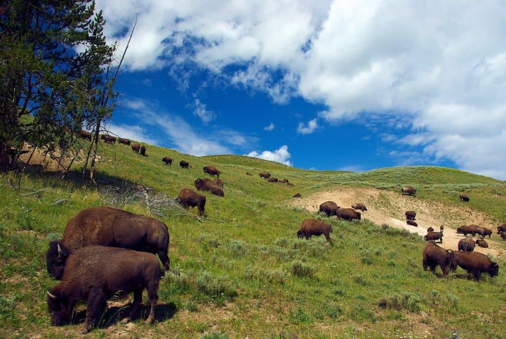 CSKT Bison Range, Montana