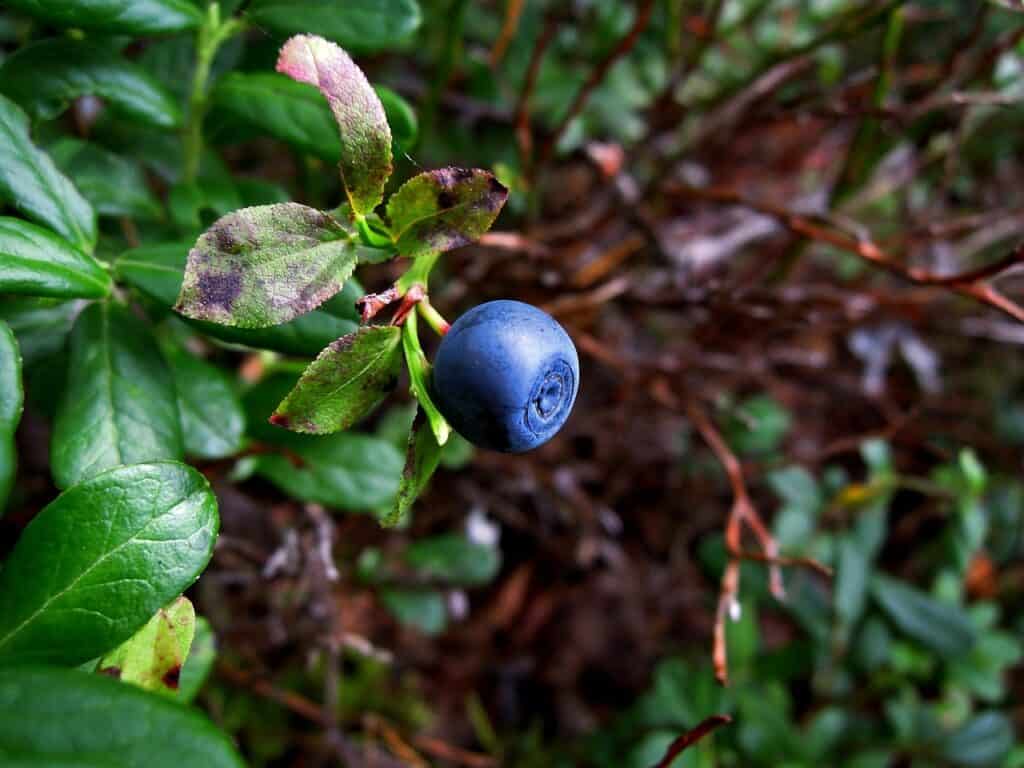 Seasonal Food