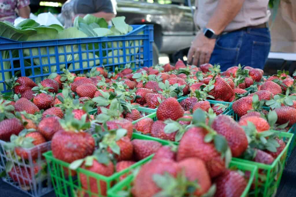 Poteet Strawberry Festival Texas ripe strawberries farm stand festival
