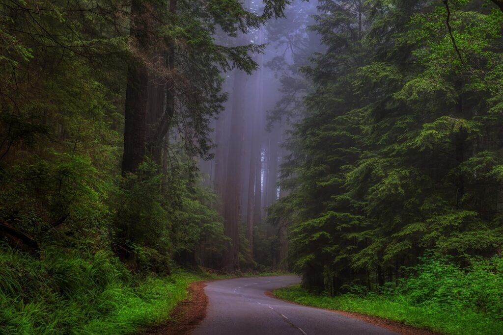 Redwood Highway (Northern California)