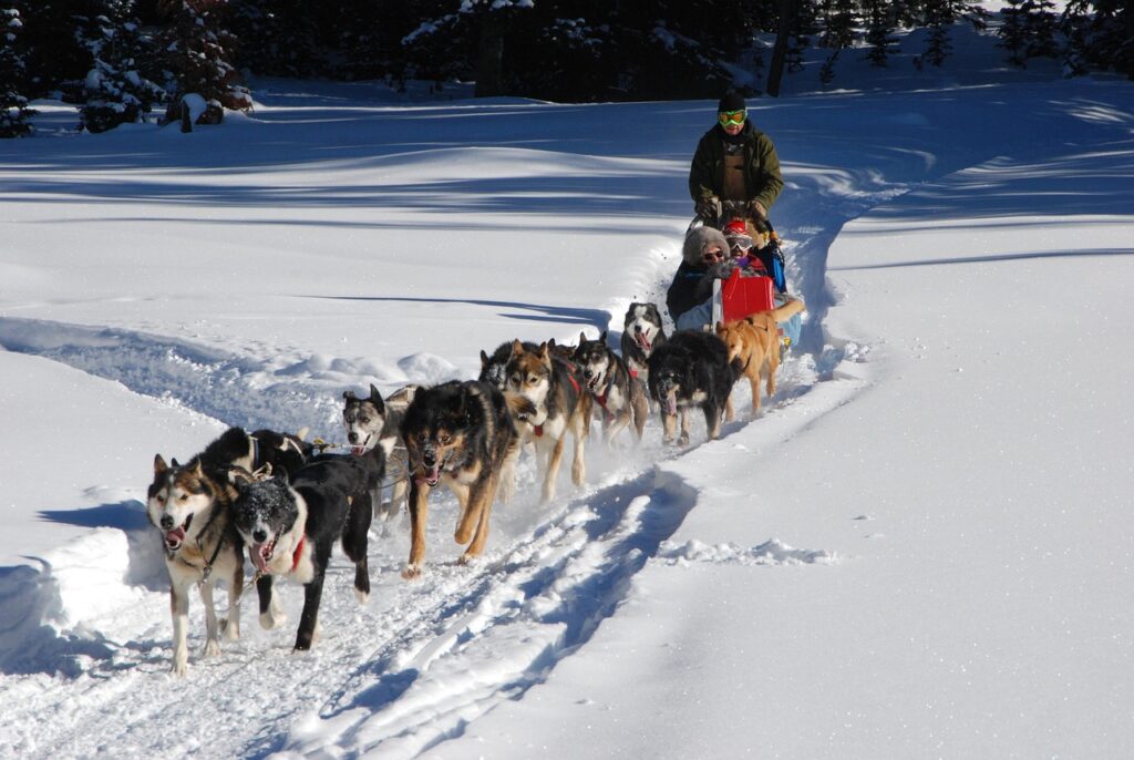 Iditarod sled dog team running in snow