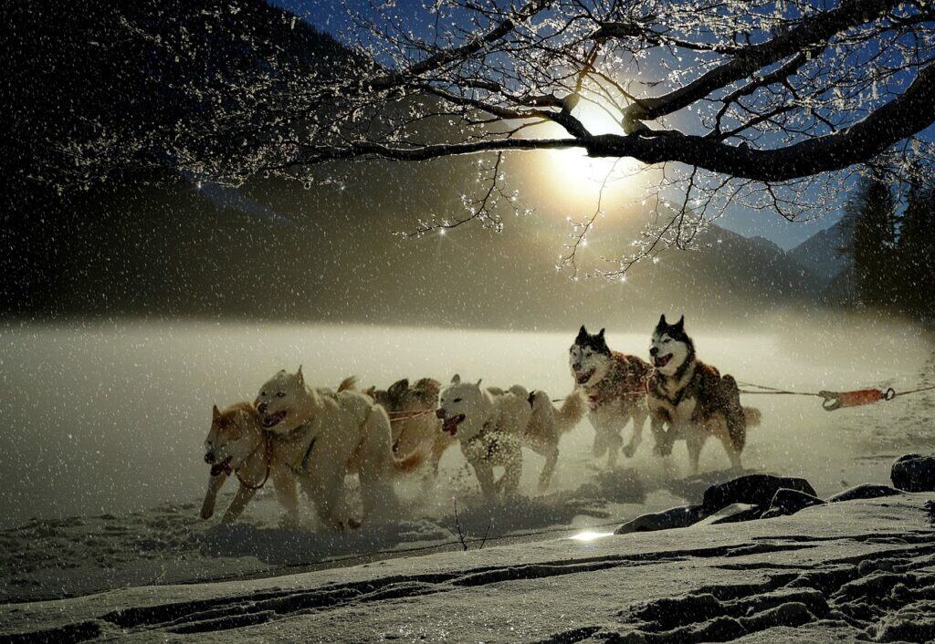 Iditarod sled dog team running in snow