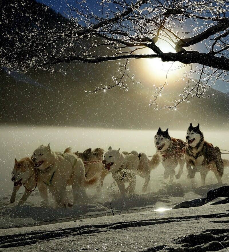 Iditarod sled dog team running in snow