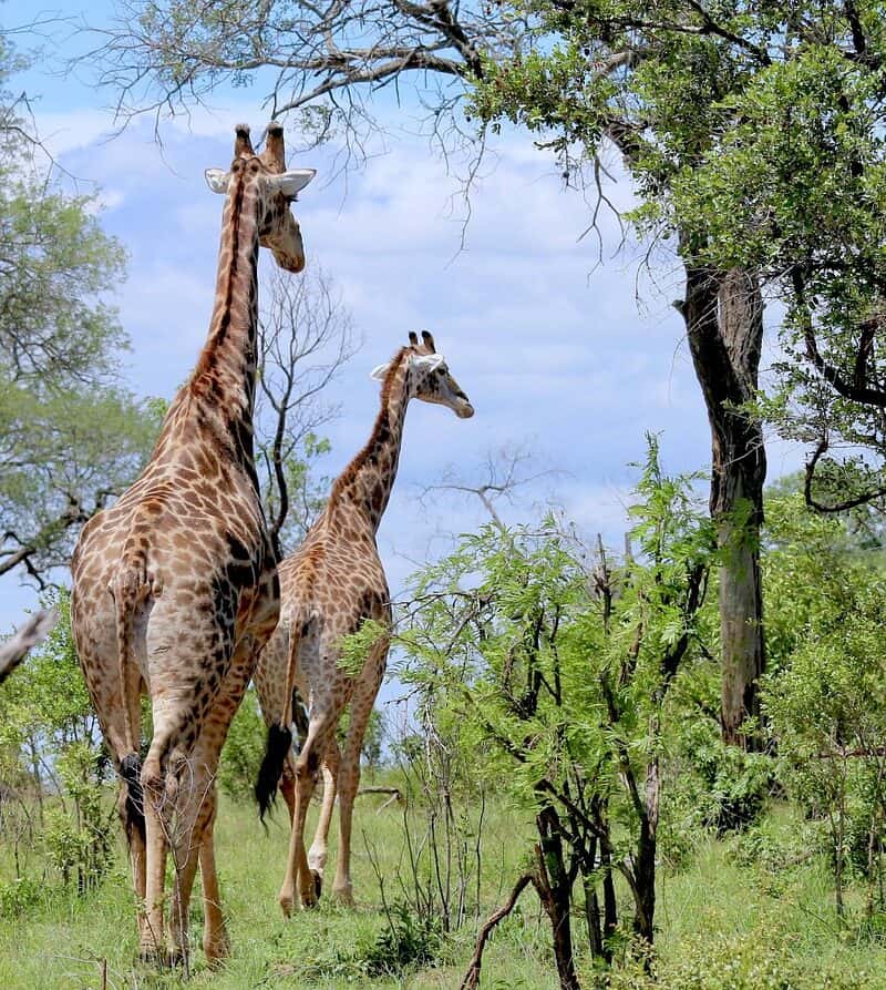 Tanzania