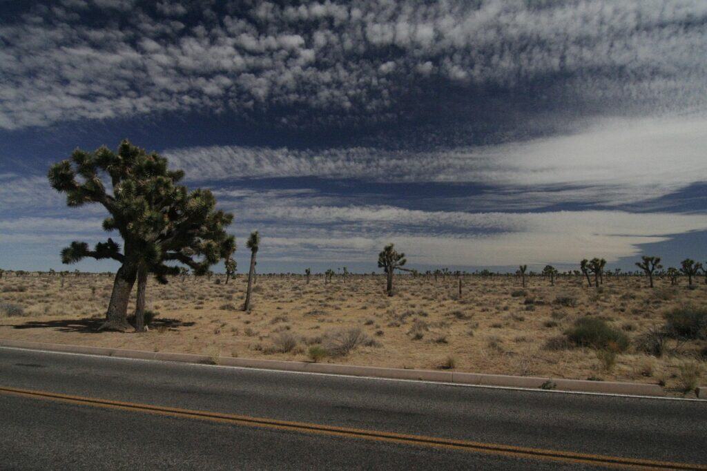 Los Angeles to Joshua Tree and Pioneertown