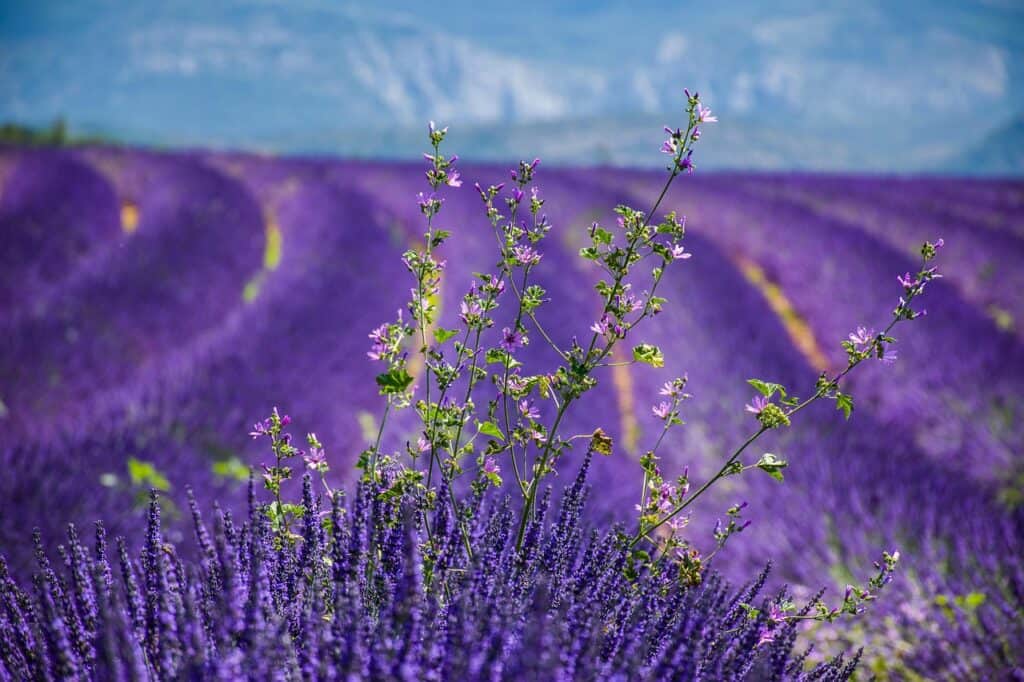Cooking Classes in Provence