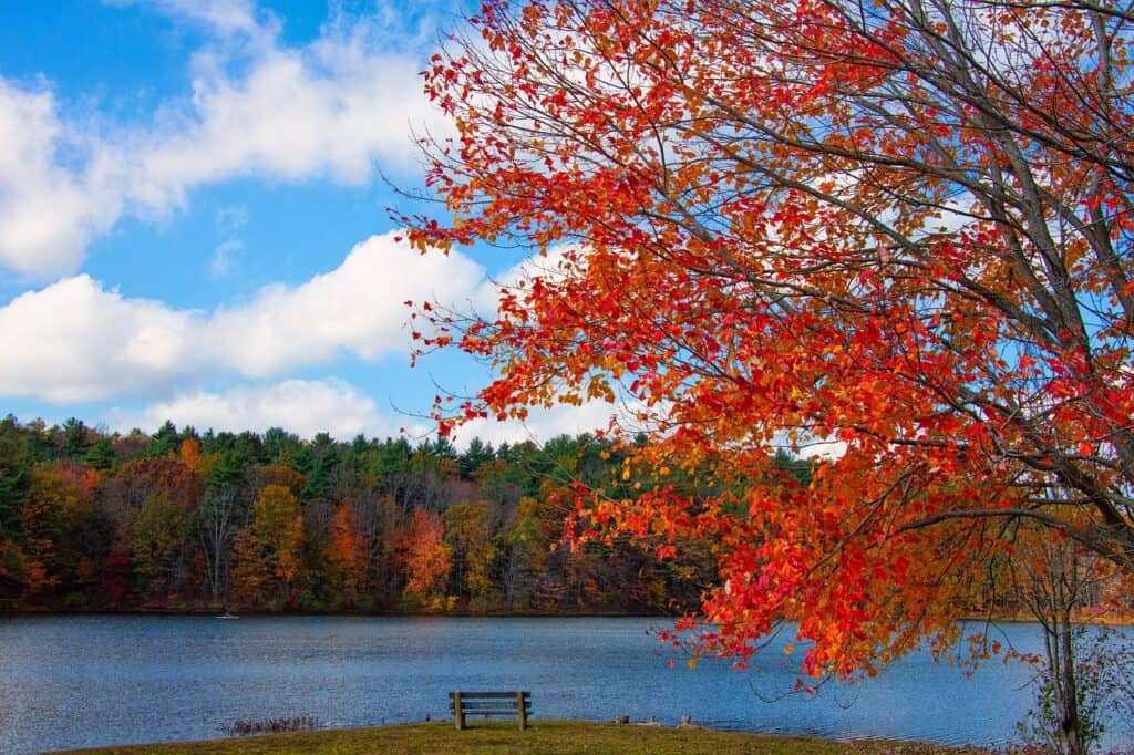 new england foliage