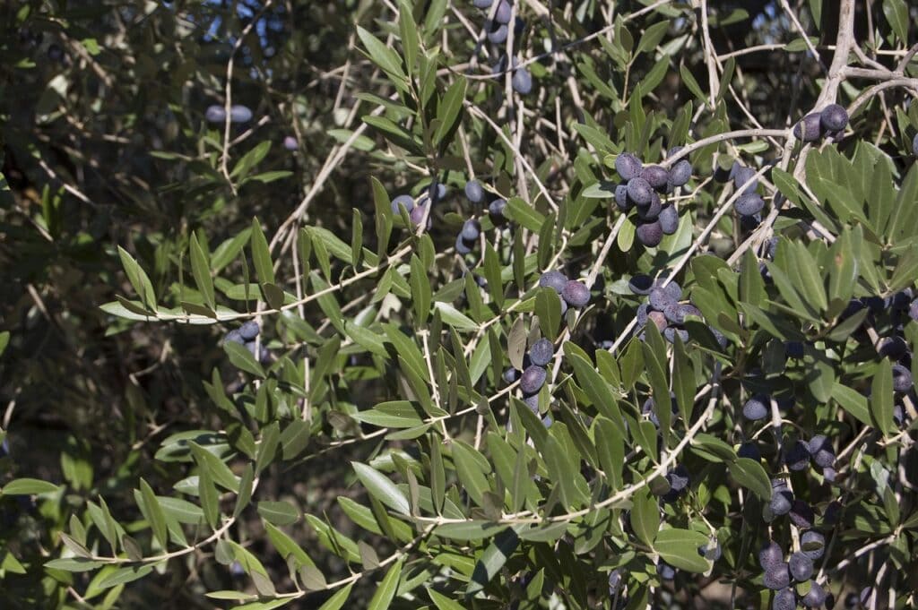 Olive Oil Routes in Greece