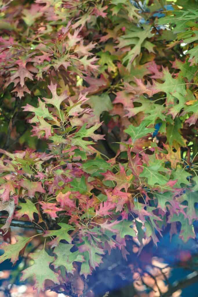 Eastern Red Oak tree