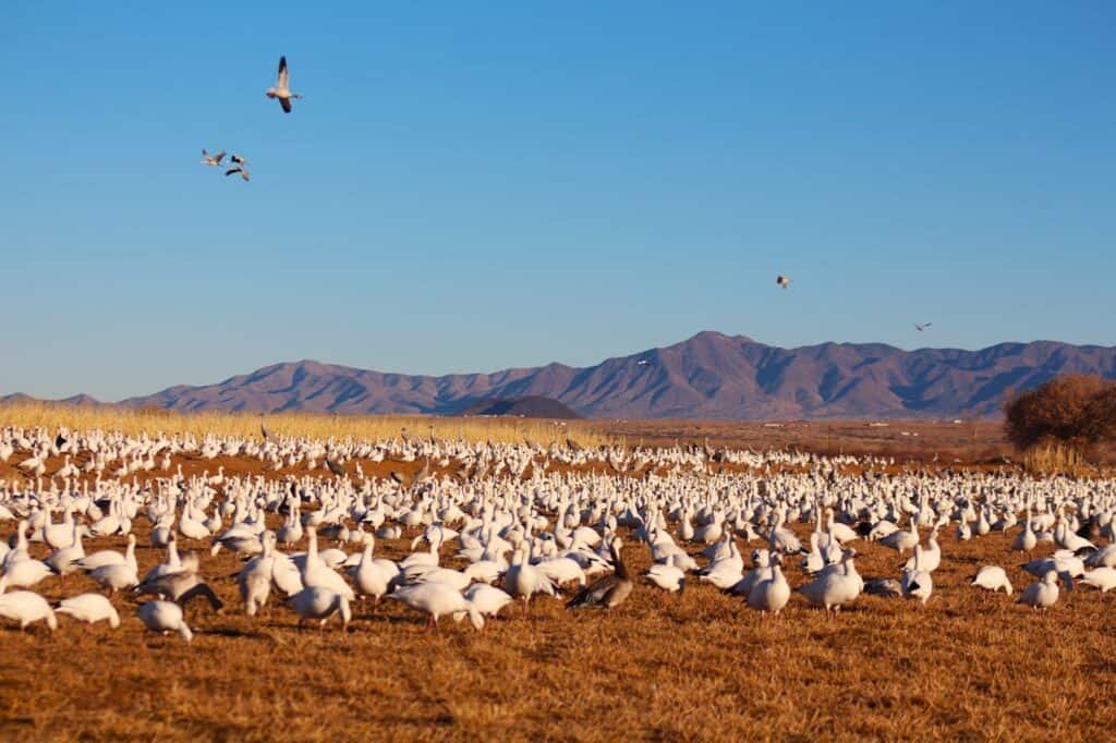 Bosque Del Apache NWR, New Mexico