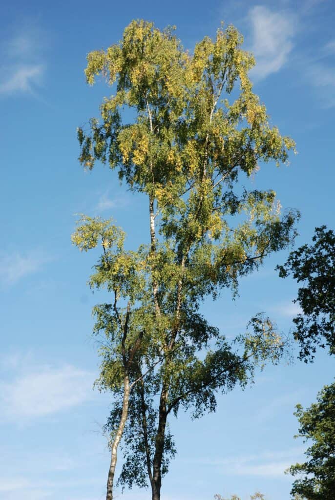 Eastern Paper Birch tree