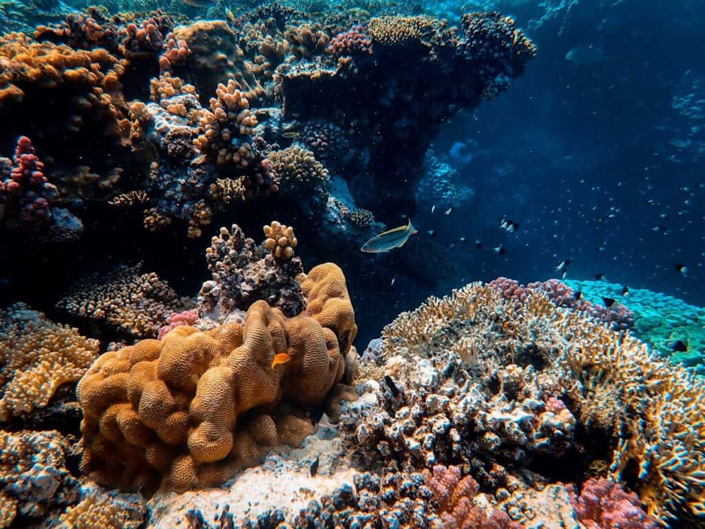 snorkeling above coral reef no touching