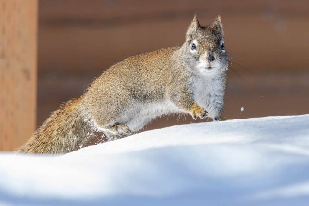 Richardson’s ground squirrel taxidermy museum Canada