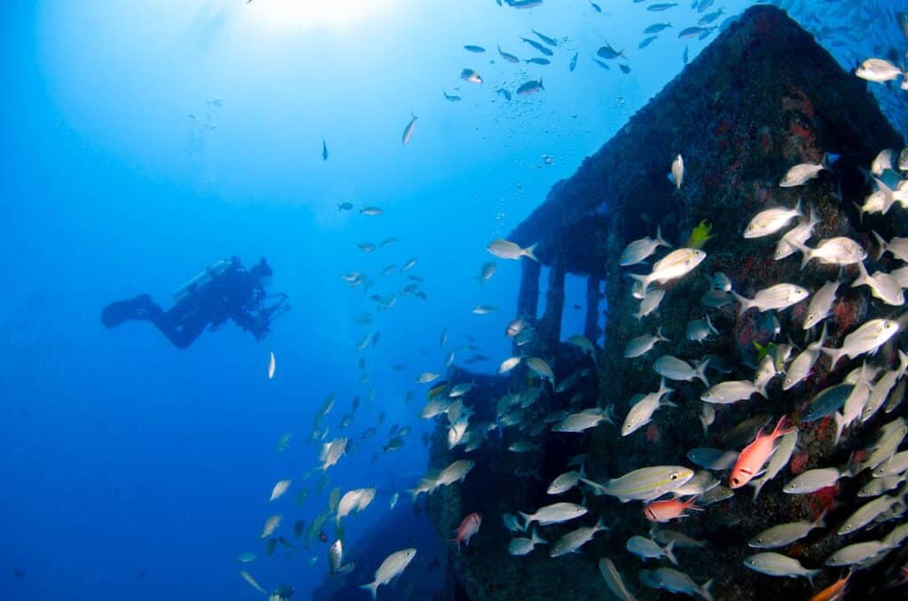 scuba diver observing fish school near wreck
