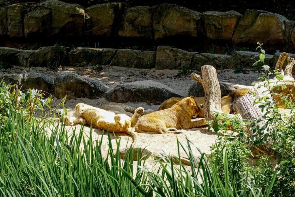 Lincoln Park Zoo Chicago lions apes giraffes skyline