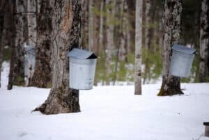 Maple sugaring season sap harvesting maple woods”