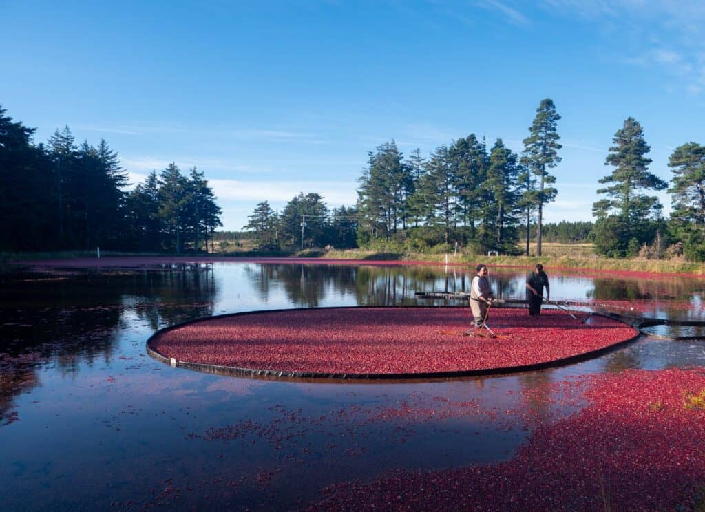 Warrens Cranberry Festival Wisconsin cranberry bog harvest
