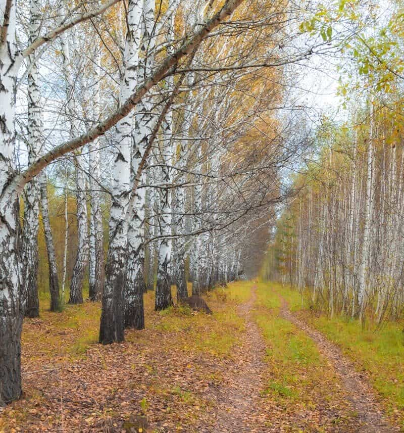8 Common Northeastern Trees Every Outdoor Enthusiast Should Know