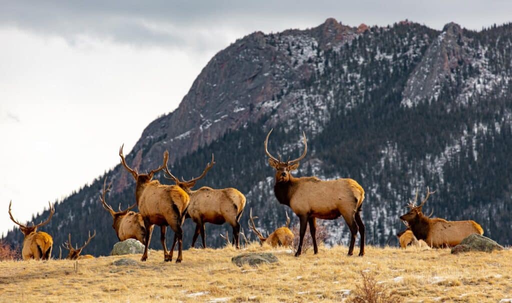 Estes Park Elk Fest Colorado elk bugling in meadow at dusk