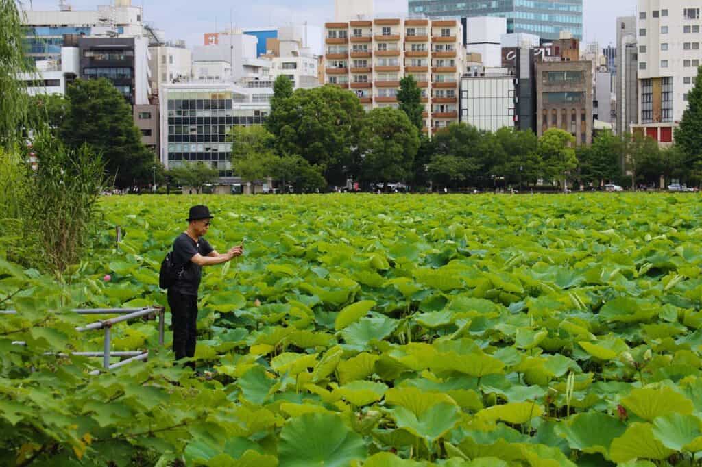 Lotus Field in Ueno Park, Taito City, Tokyo