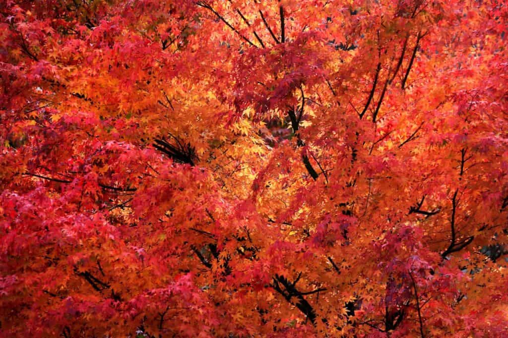 northeast sugar maple tree