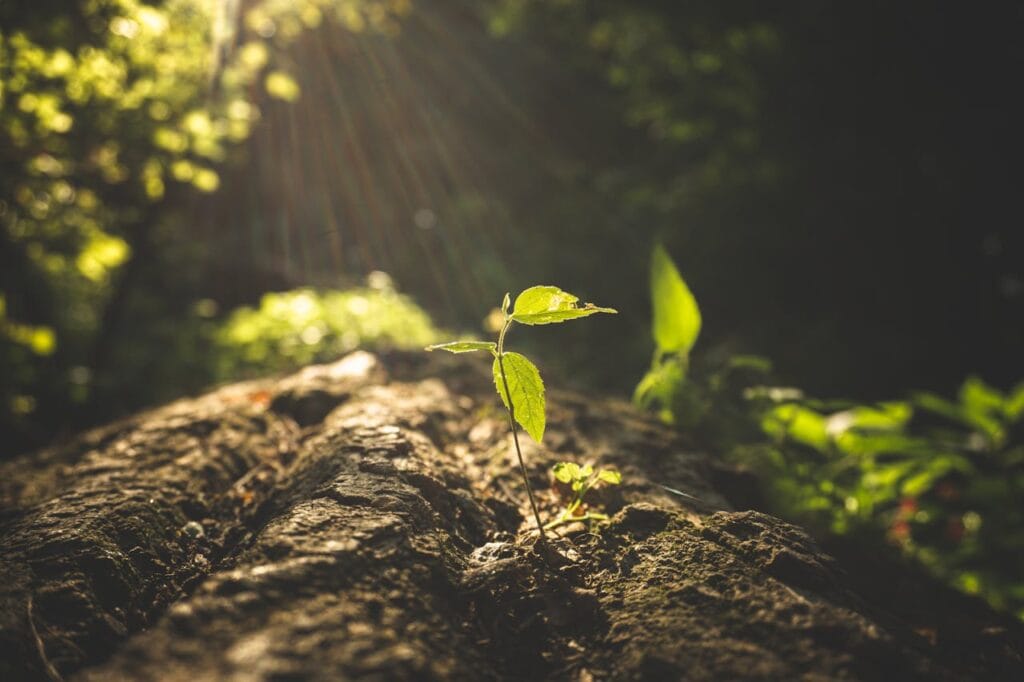 Plants and Soil to New Zealand