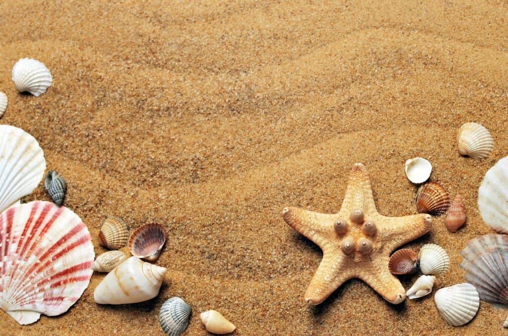 Sand, Pebbles, and Shells