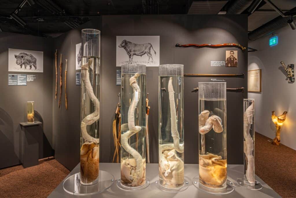Reykjavik, Iceland, August 31, 2020: Exhibits at Icelandic Phallological Museum in Reykjavik, Iceland