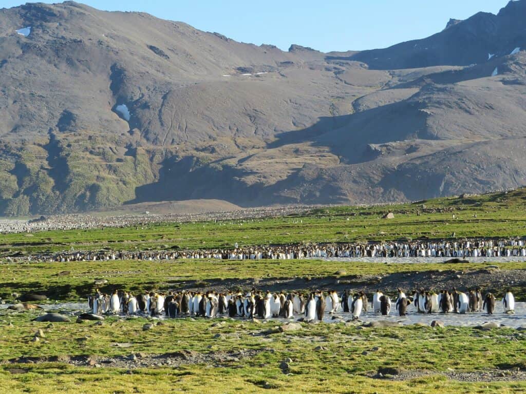 South Georgia, South Atlantic