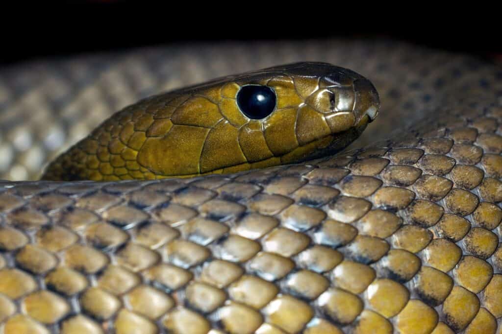 Taipan, Reptile, Snake image.