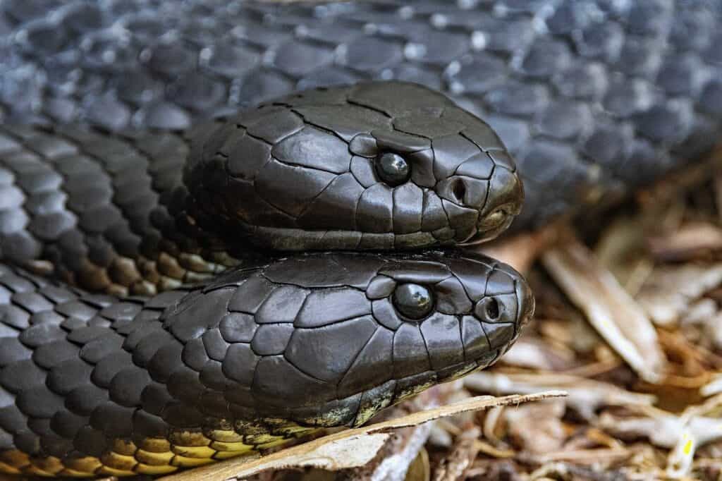 Tiger snakes, Snake, Animal image.