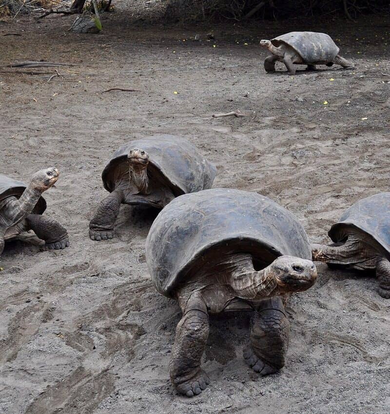 Galápagos