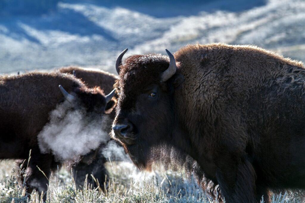 CSKT Bison Range, Montana