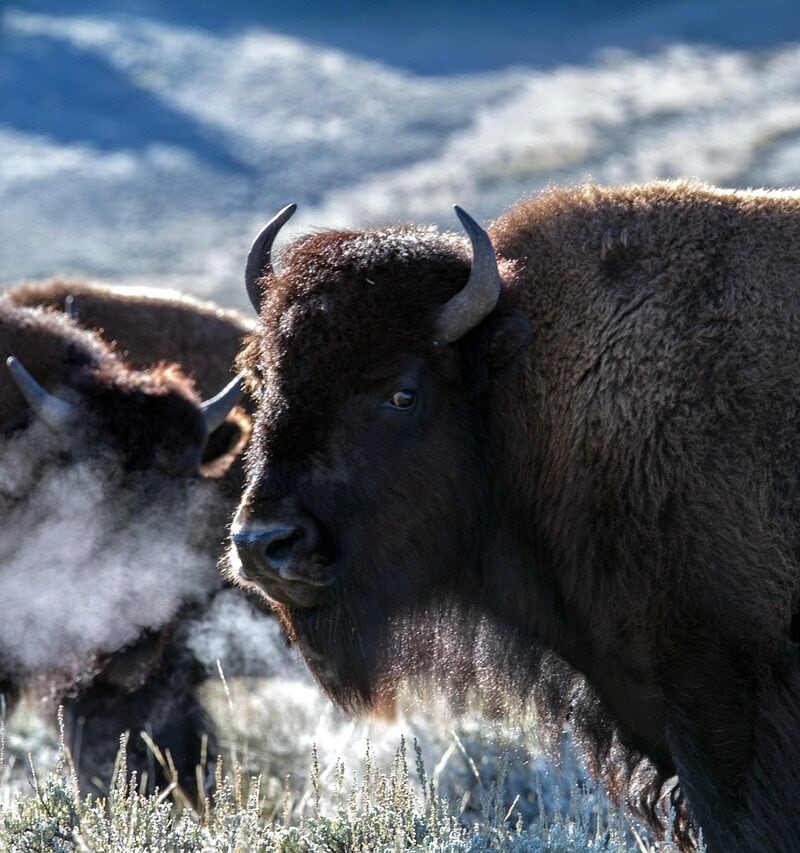 CSKT Bison Range, Montana