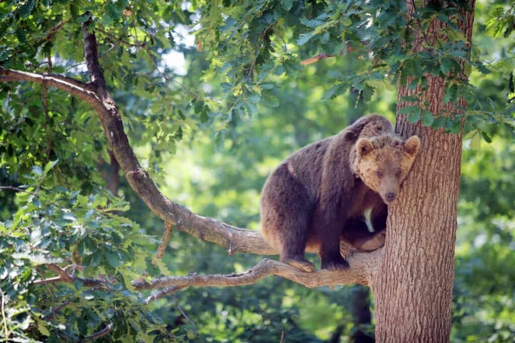 Never Climb A Tree To Escape