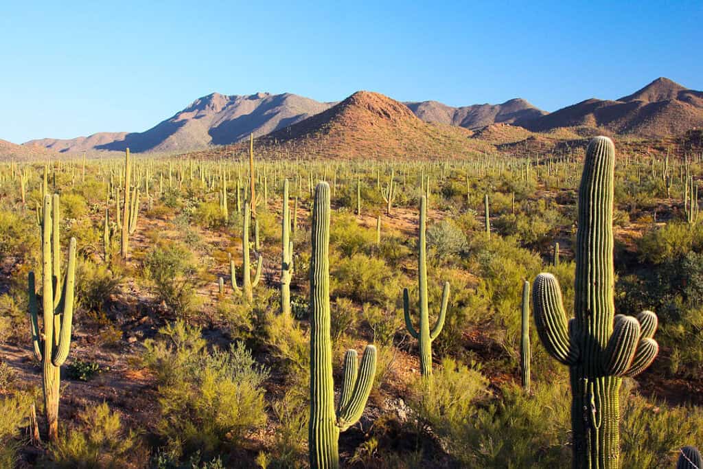Sonoran Desert, Arizona, USA